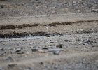Grote gele kwikstaart (grey wagtail) (Motacilla flava) - kloof bij Yolin Am 21-08-2016 (2)